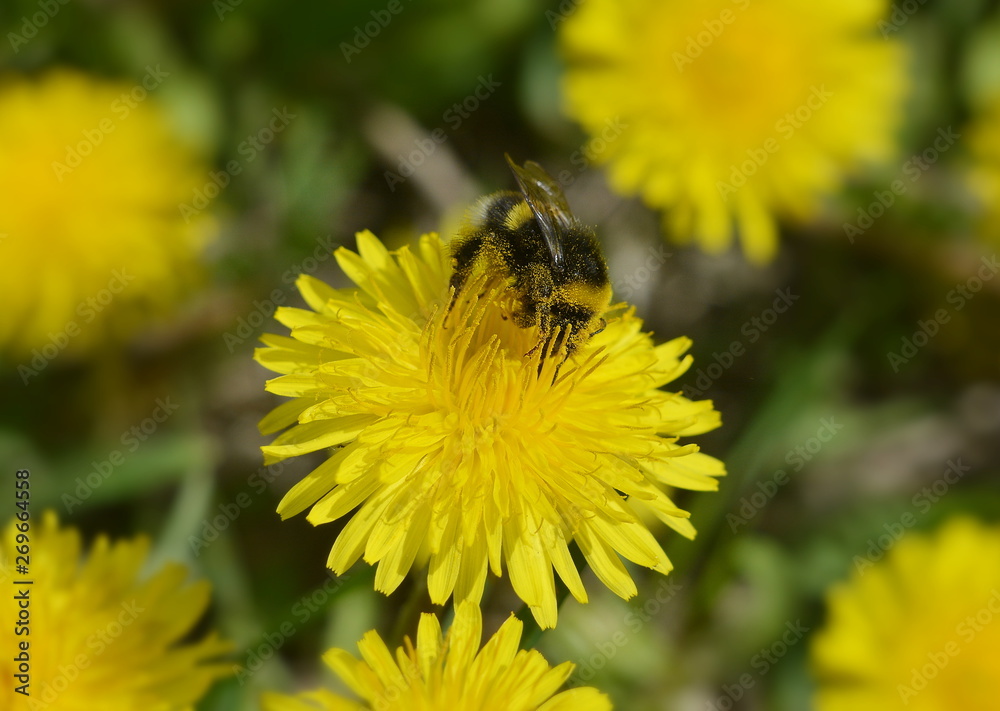 Furry bumblebee in pollen close-up sitting on a yellow dandelion flower Furry bumblebee in pollen close-up sitting on a yellow dandelion flower