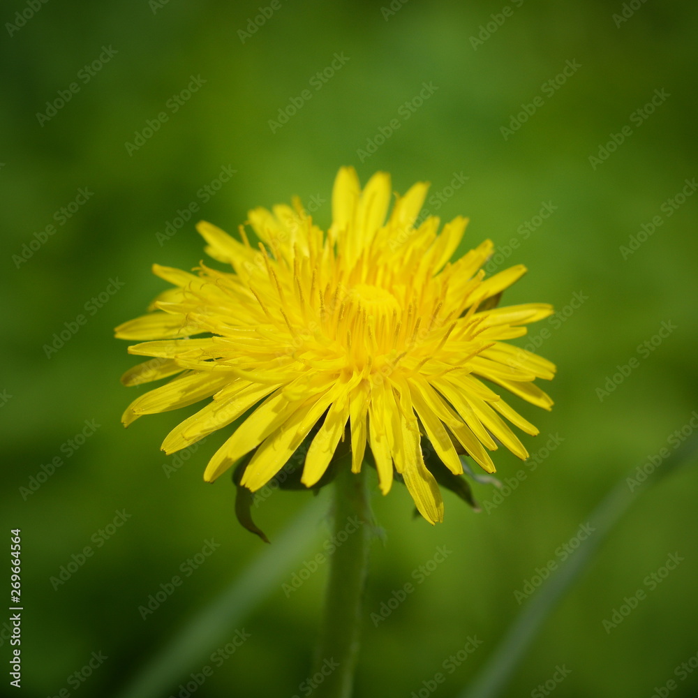 Bright yellow dandelion flower closeup on blurred green background on Sunny day Bright yellow dandelion flower closeup on blurred green background on Sunny day