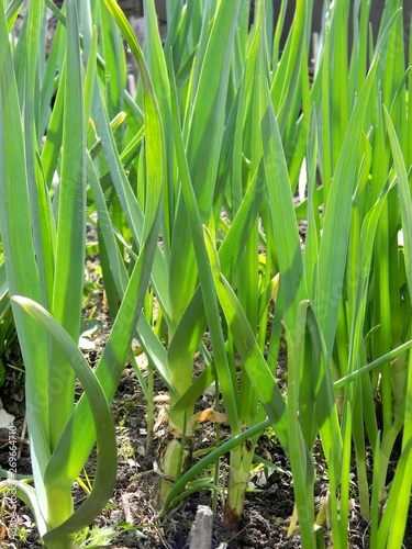 green garlic on garden bed