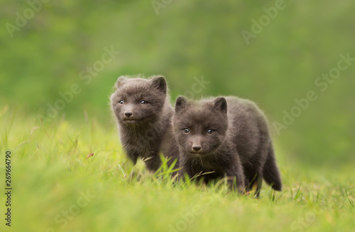 Arctic Fox cubs playing in the meadow