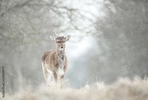 Juvenile fallow deer in the falling snow © giedriius