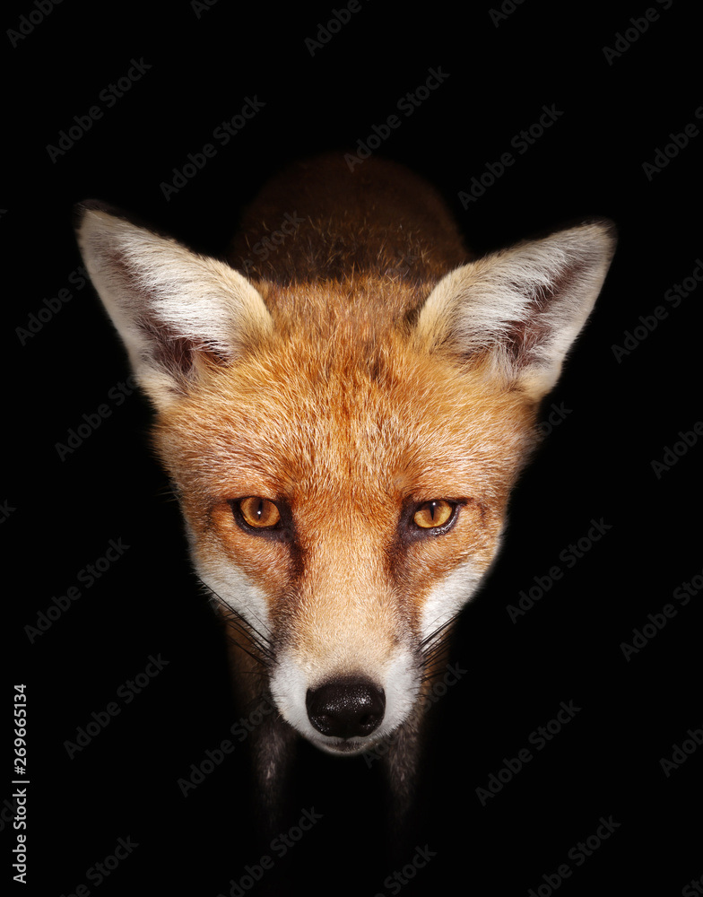 Close up of a Red fox against black background - obrazy, fototapety, plakaty 