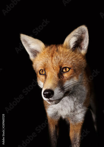 Close up of a Red fox against black background © giedriius