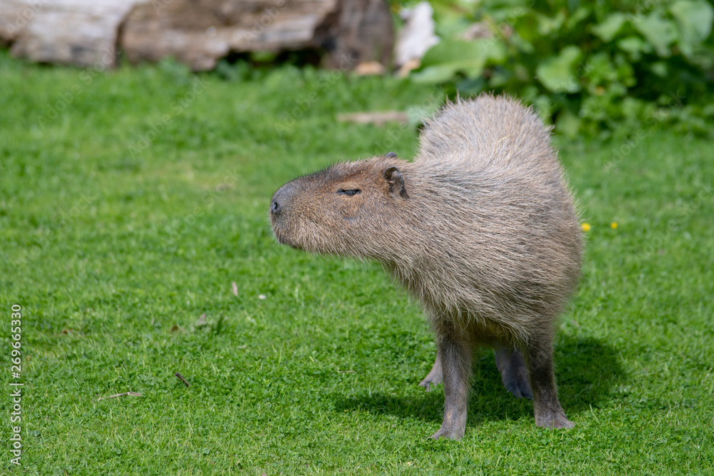 A solo Capybara grazing on short grass A solo Capybara grazing on short grass