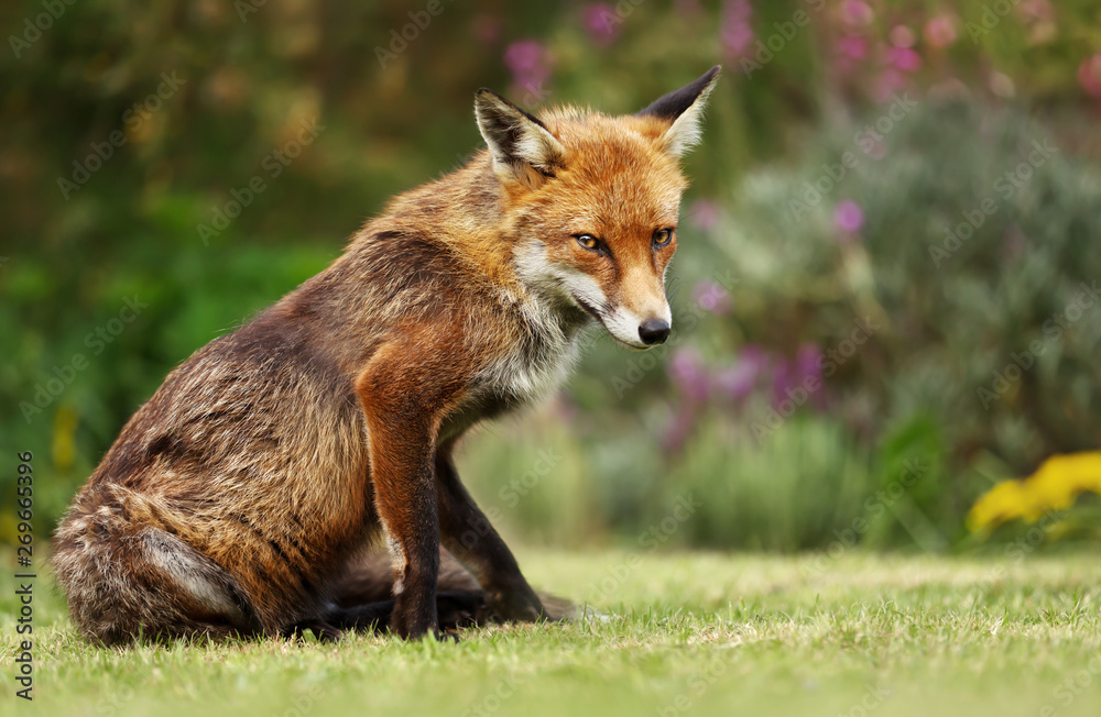 Red fox sitting on the grass in summer