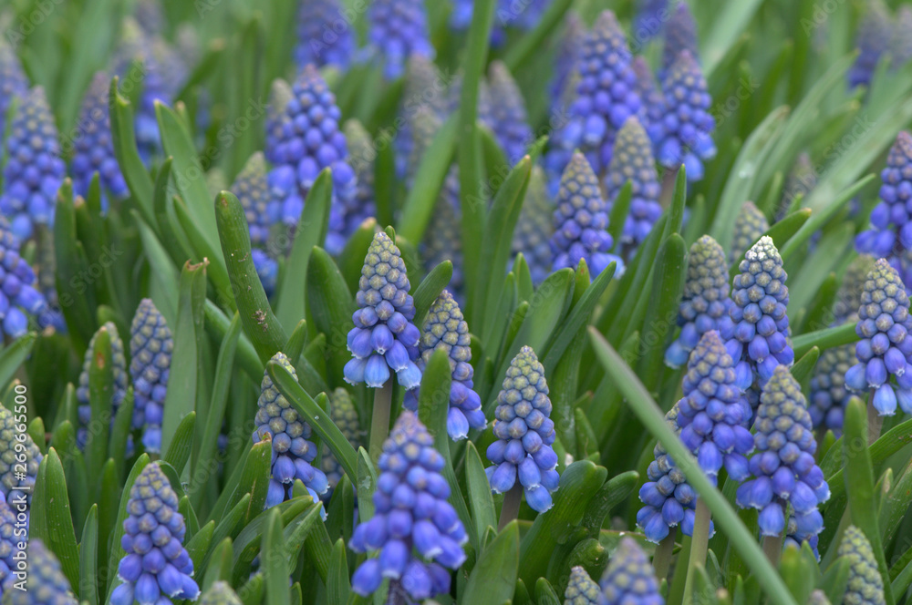 blue flowers in the garden blue flowers in the garden