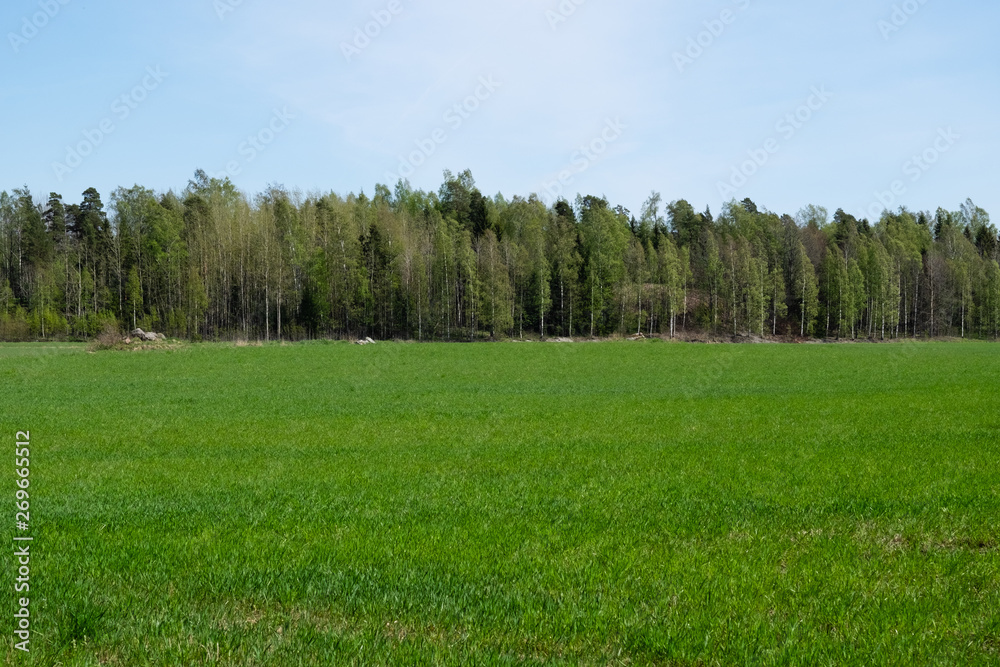 Obraz premium meadow with trees and blue sky