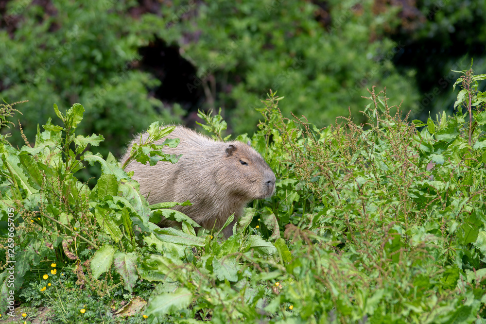 A solo Capybara in tall grass and shrubbery. A solo Capybara in tall grass and shrubbery.