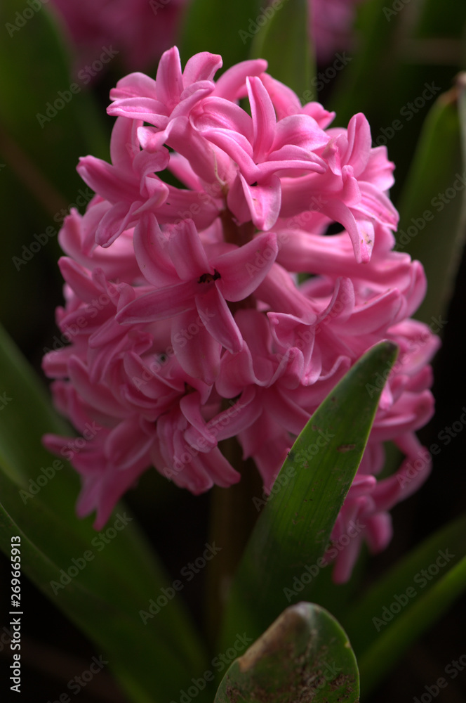 Fototapeta premium pink carnation flower