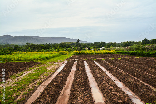 Planted plots prepared for growing vegetables and fruits in rural Thailand 