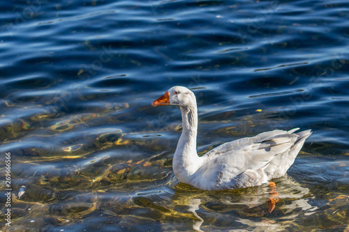 swan on water © Alvaro