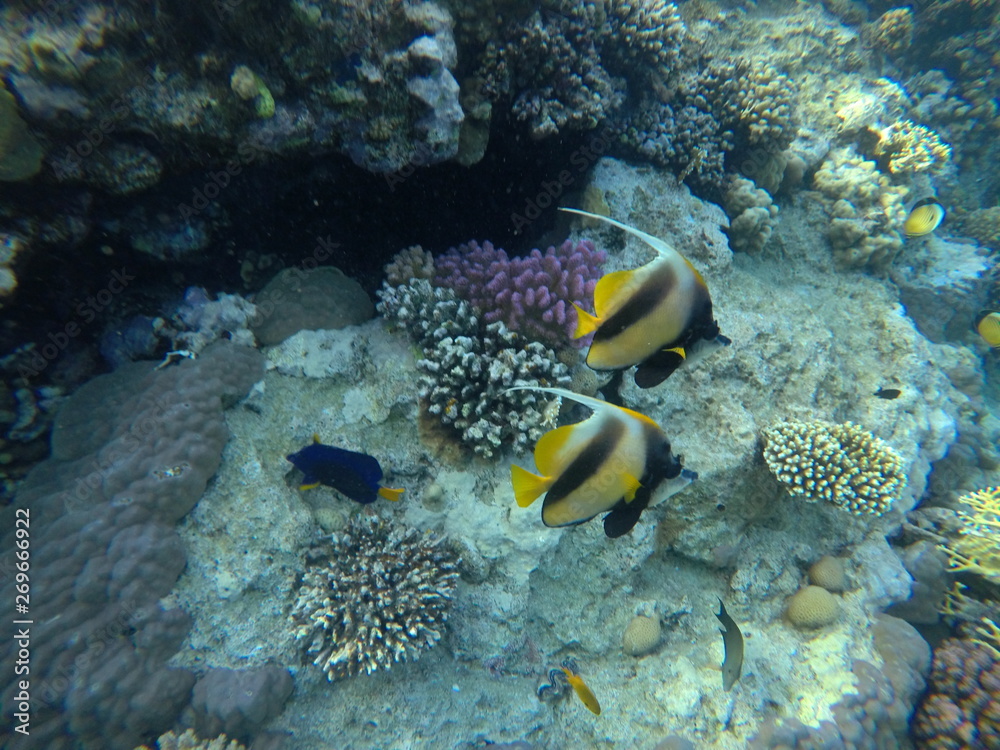 red sea fish red sea fish