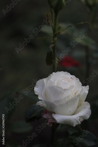 White rose