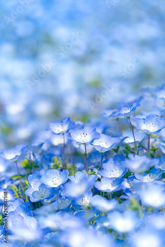 満開のネモフィラ