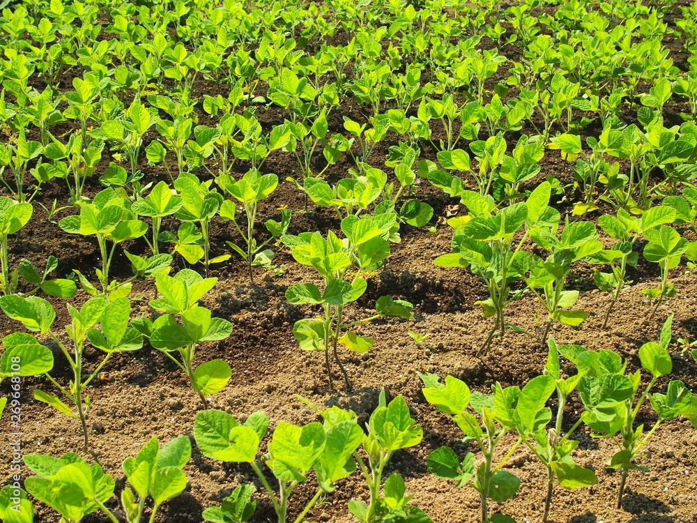 Obraz premium 初夏の枝豆畑