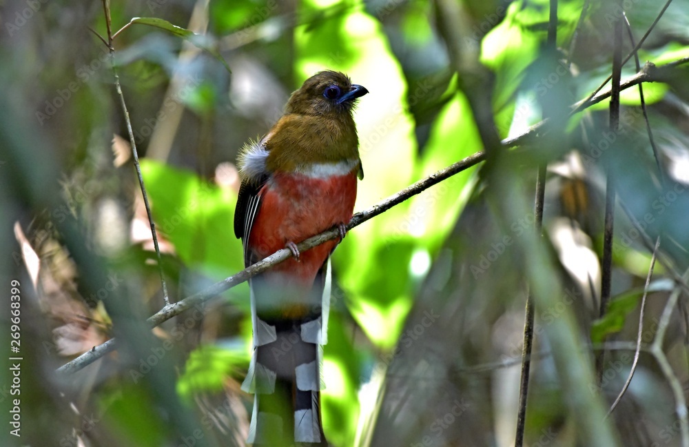 The beautifu bird in the forest The beautifu bird in the forest