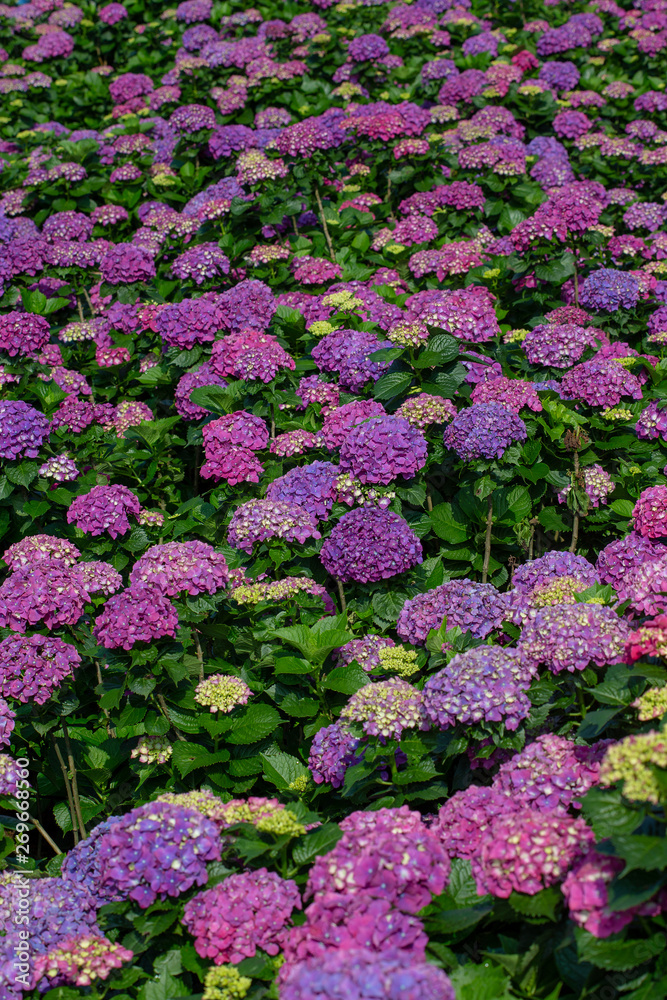 purple Hydrangea, Ajisai flowers in the garden purple Hydrangea, Ajisai flowers in the garden