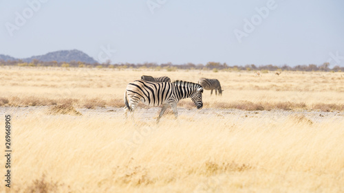 Zebras grazing in the bush, african savannah. Wildlife Safari, Etosha National Park, wildlife reserves, Namibia, Africa.