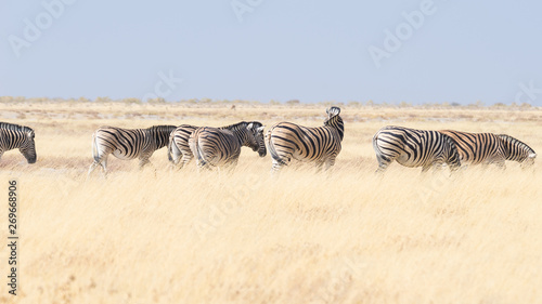 Zebras grazing in the bush  african savannah. Wildlife Safari  Etosha National Park  wildlife reserves  Namibia  Africa.