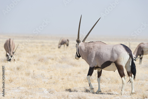 Oryx standing in the colorful landscape of the majestic Etosha National Park, best travel destination in Namibia, Africa.