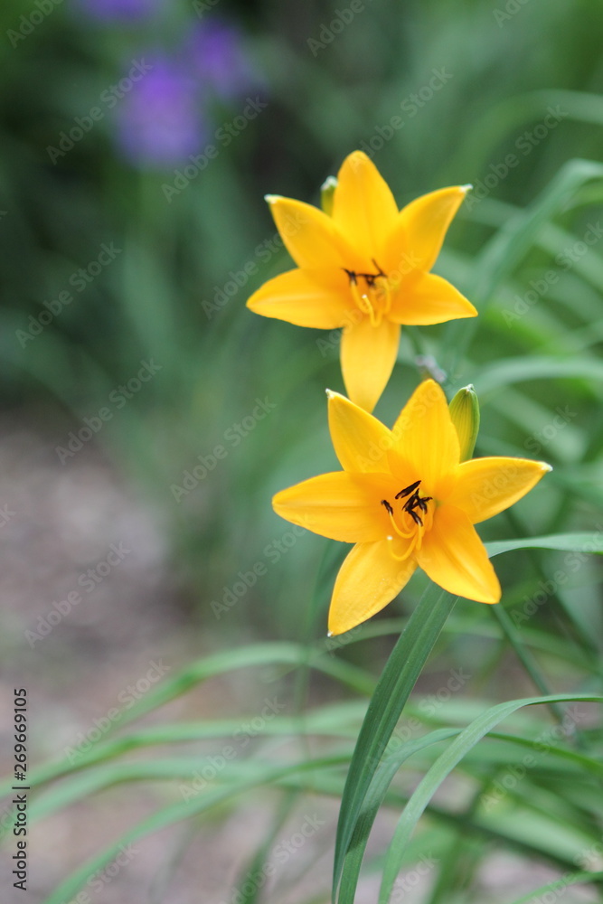 flower flower
