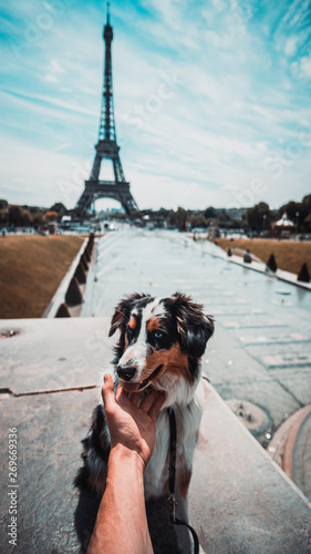 Dog | Eiffeltower 