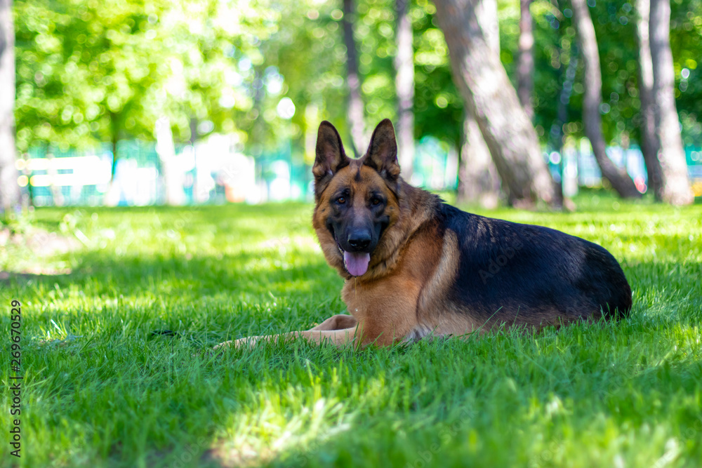 Portrait of German Shepherd Dog Lying on Green Grass. Cute Purebred Brown Fur Domestic Animal Outside in Park on Lawn. Beauty Companion and Guard Creature. Lovely Playful Adult Dog.