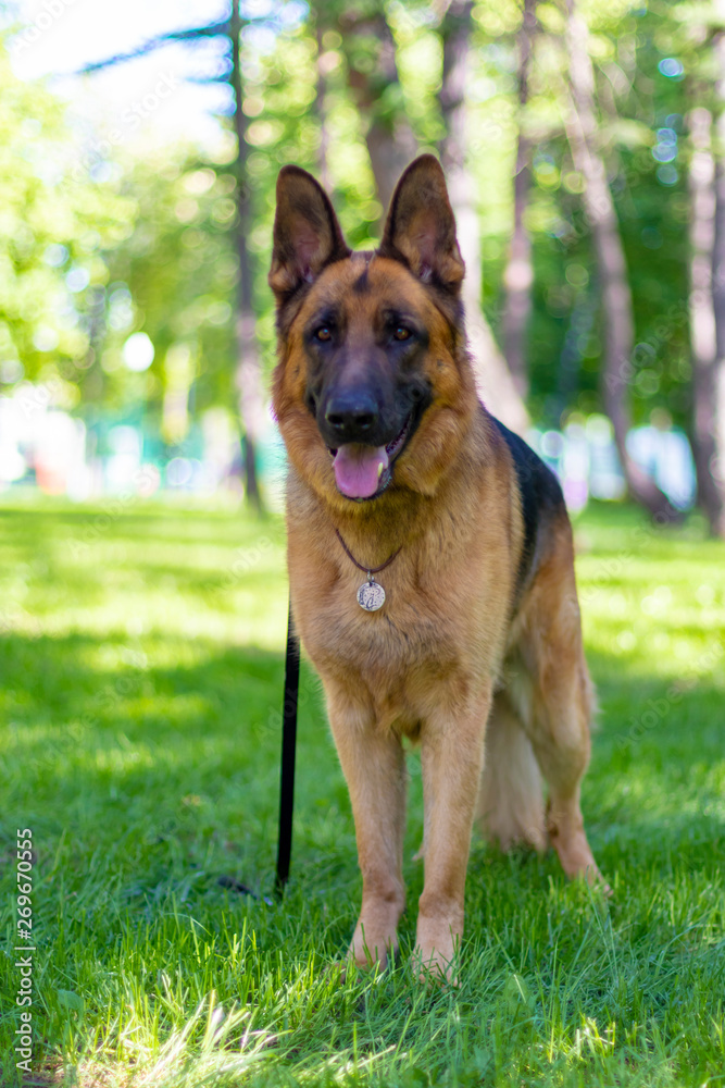 Portrait of Brown German Shepherd Dog Standing on Green Grass. Cute Purebred Brown Fur Domestic Animal Outside in Park on Lawn. Beautiful Companion and Guard Creature. Lovely Playful Adult Dog. Portrait of Brown German Shepherd Dog Standing on Green Grass. Cute Purebred Brown Fur Domestic Animal Outside in Park on Lawn. Beautiful Companion and Guard Creature. Lovely Playful Adult Dog.