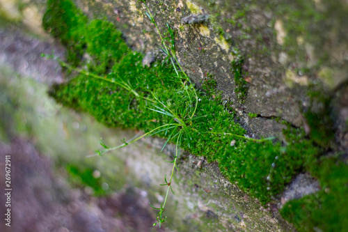 fresh moss growing on the wall © Ivan