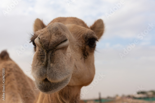 Nahaufnahme eines Kamels