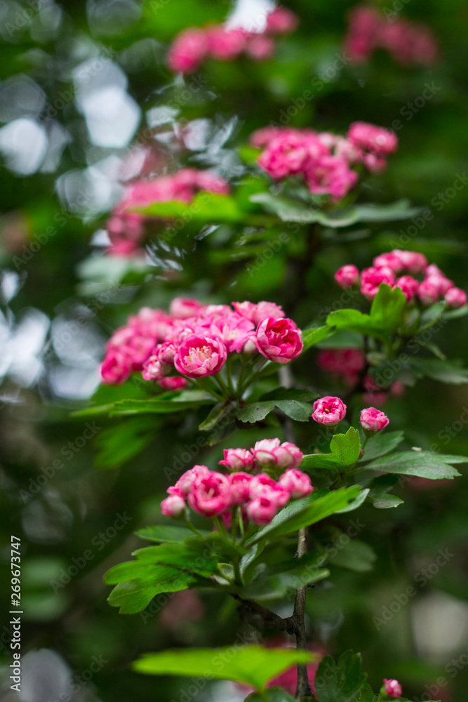 The branch with pink blossom / Bokeh