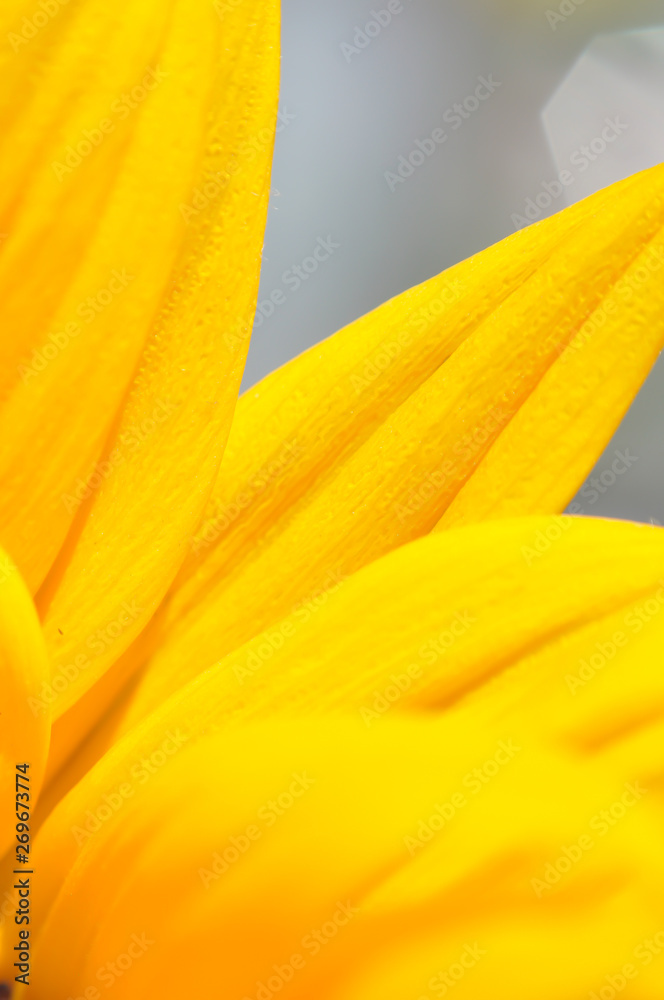 sunflower close up. Extreme macro shot. Abstract background with sunflower petals sunflower close up. Extreme macro shot. Abstract background with sunflower petals