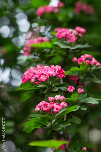 The branch with pink blossom   Bokeh