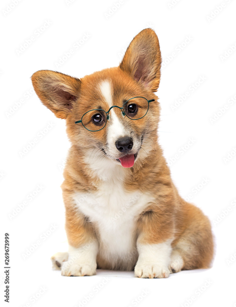 clever puppy in glasses, welsh corgi breed