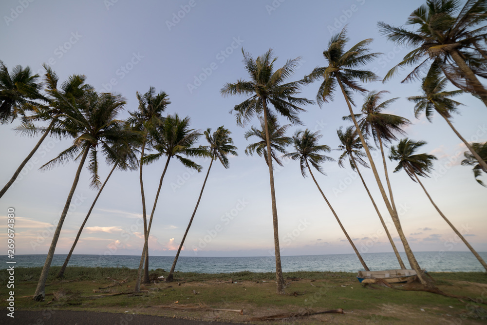 Coconut Trees by the beach during sunset. Coconut Trees by the beach during sunset.