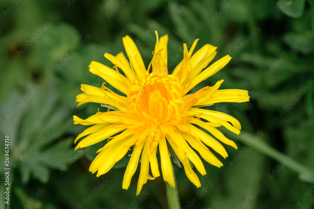 Gelbe Löwenzahn-Blüte (Taraxacum sect. Ruderalia) Gelbe Löwenzahn-Blüte (Taraxacum sect. Ruderalia)