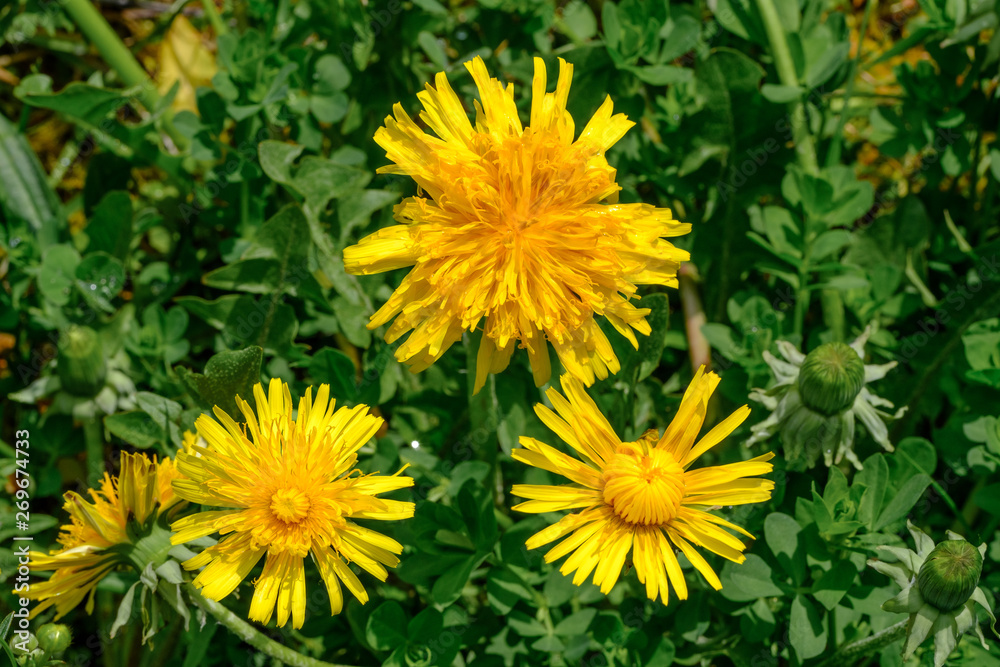 Drei blühende Löwenzahn (Taraxacum sect. Ruderalia) Drei blühende Löwenzahn (Taraxacum sect. Ruderalia)