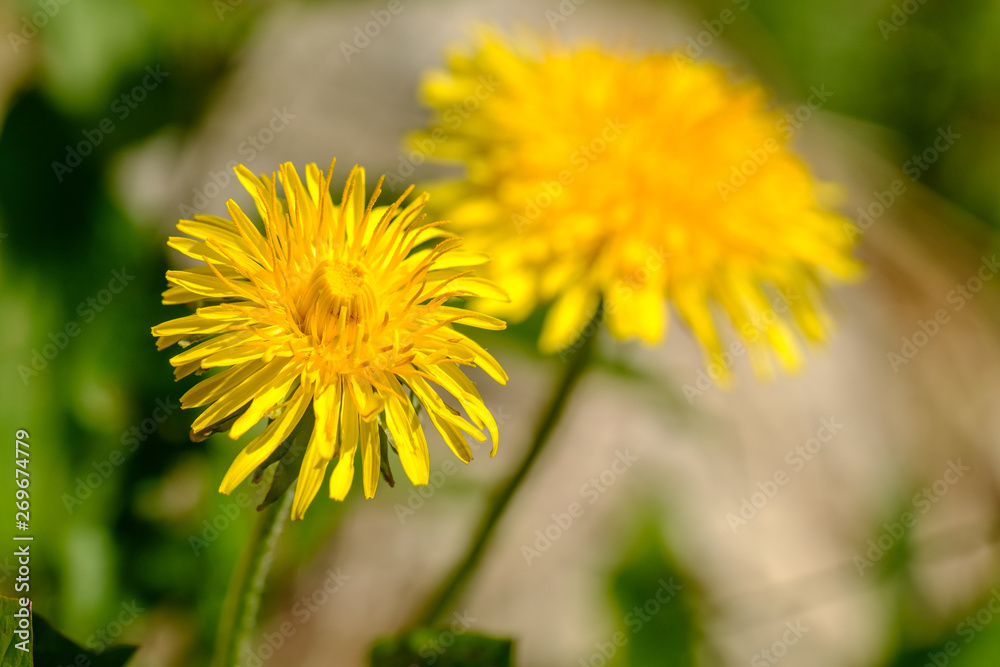 Zwei blühende Löwenzahn (Taraxacum sect. Ruderalia) Zwei blühende Löwenzahn (Taraxacum sect. Ruderalia)