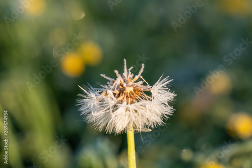 Pusteblume mit Raureif im Gegenlicht