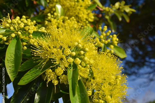 Beautiful fluffy eucalyptus flowers on a close-up branch. Yellow flowers of the gumtree Angophora hispida. photo