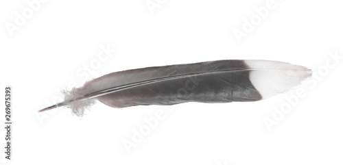 Black and white nature feathers of birds fur isolated on white background