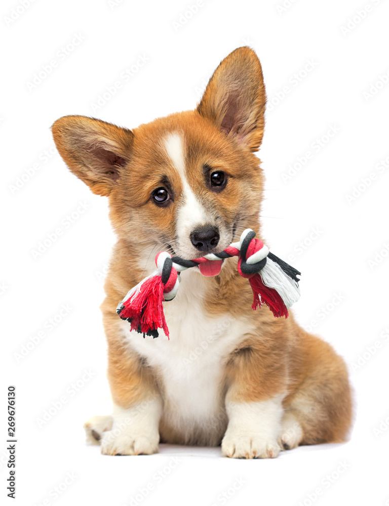 puppy with a toy in his teeth, welsh corgi breed