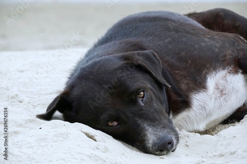 Relaxed dog, Black mixed white dog looking at camera on the sand beach in the morning at Rayong in Thailand, Space for text in template, Soft focus