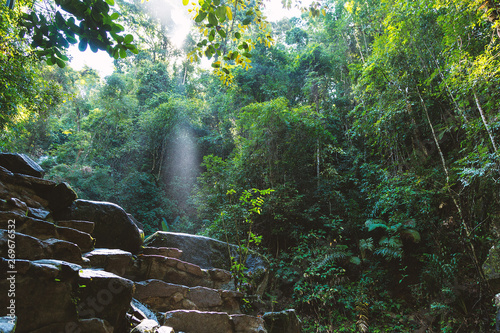 The beauty of the forest and the light that shines down. photo