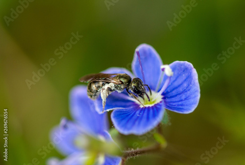 Green metallic bee on purple flower (Halictus tumulorum)