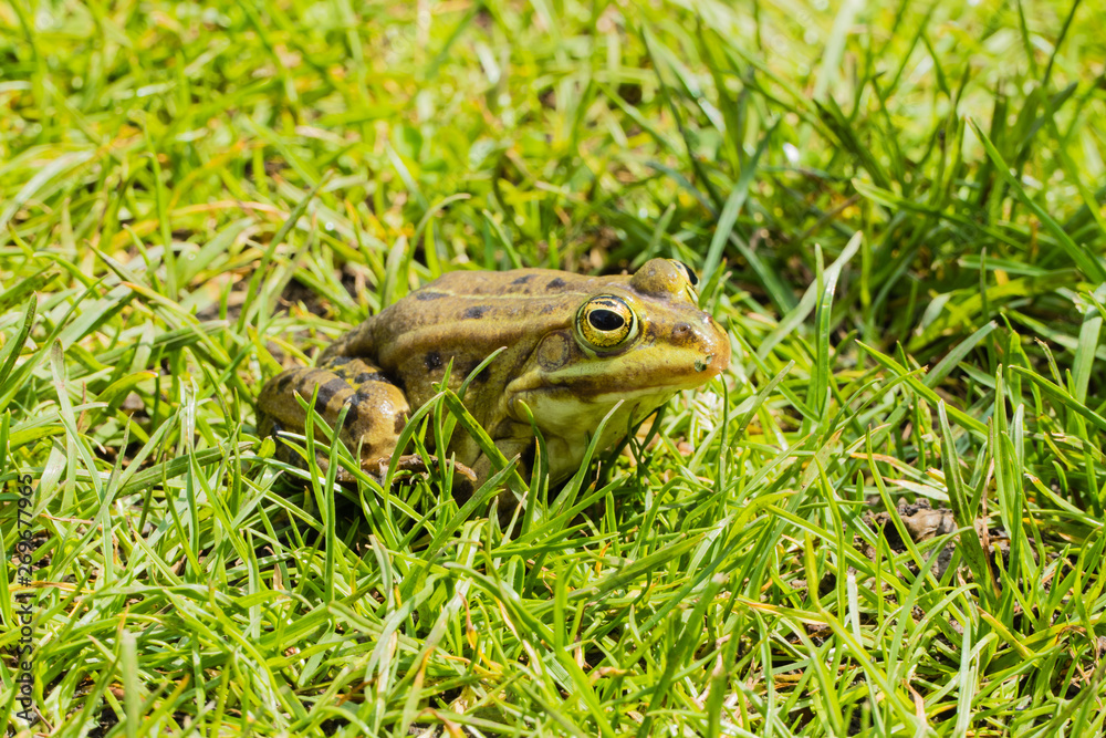 Frosch in Gras Wiese Frosch in Gras Wiese
