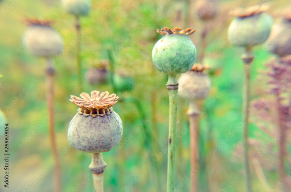 Capsules of poppy in summer field in Ukraine Capsules of poppy in summer field in Ukraine
