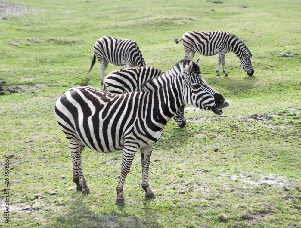 Zebras grazing on green grass in the meadow Zebras grazing on green grass in the meadow