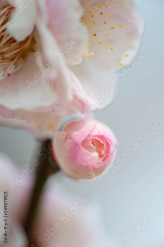 万博公園の梅林で開花前のピンクの梅