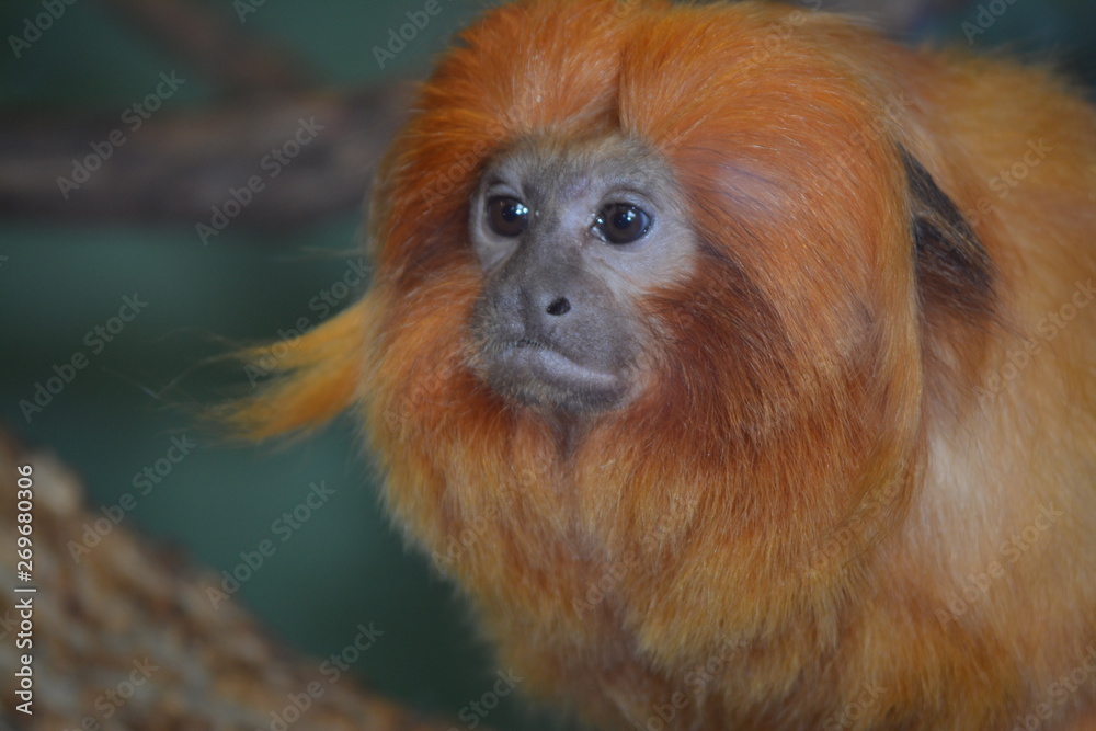 Golden Lion Tamarin Golden Lion Tamarin